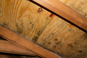 Mold growing on roof sheathing in Alabaster attic