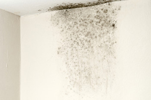 Black Mold Removal In Talladega Birmingham Bessemer Helena